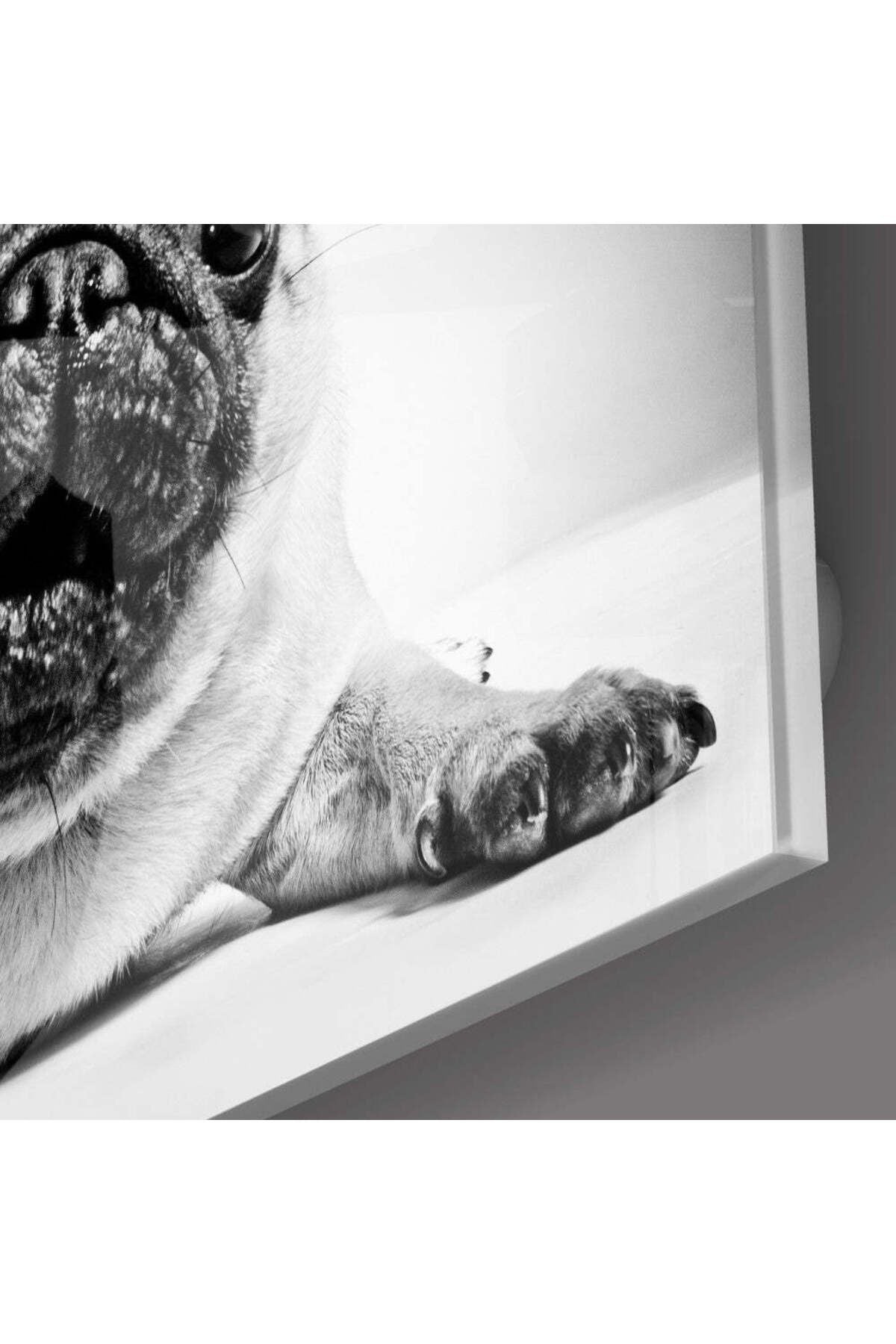 Pug Cam Tablo