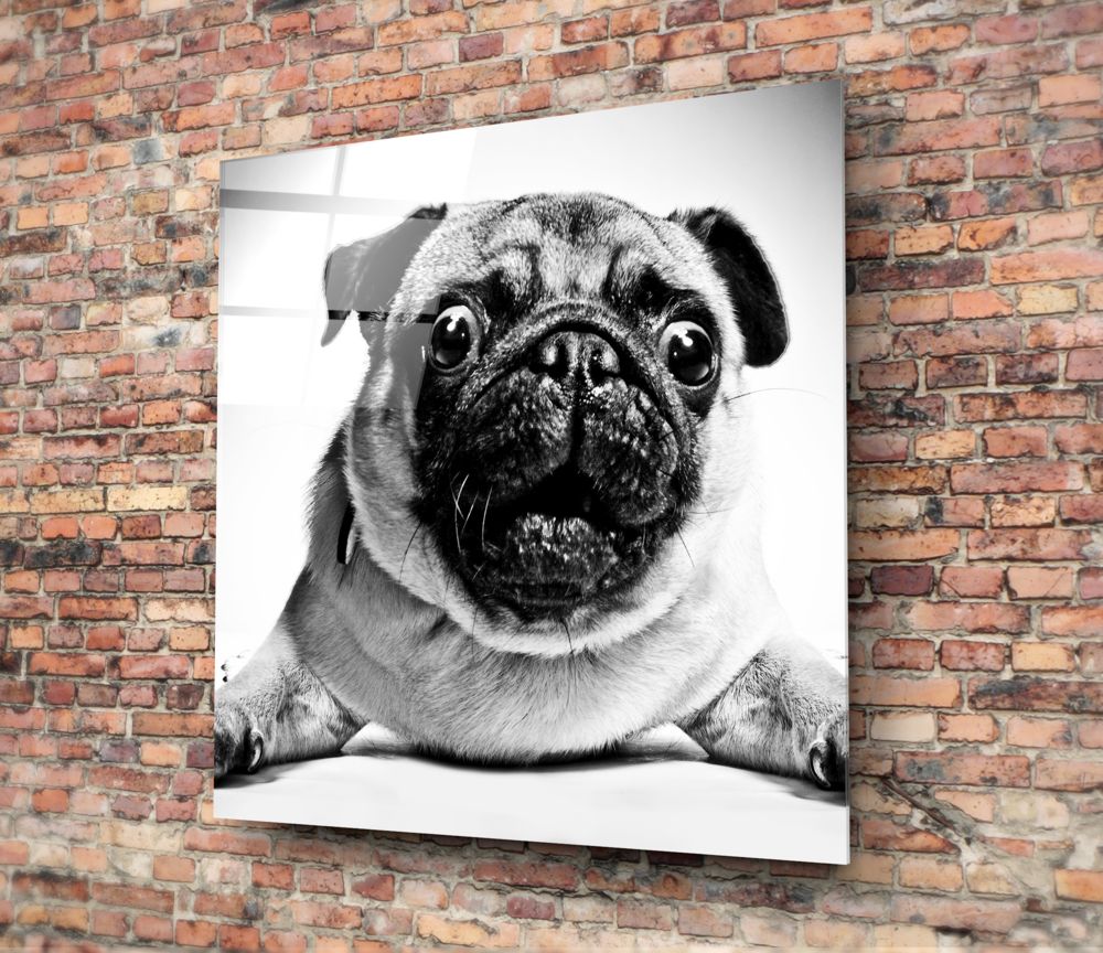 Pug Cam Tablo