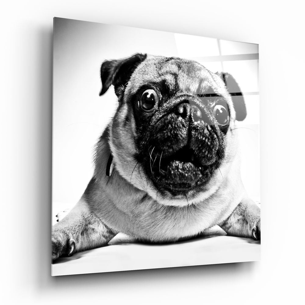 Pug Cam Tablo