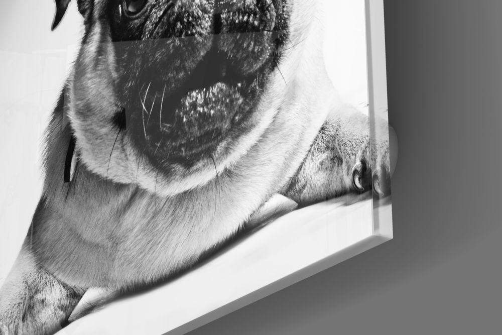 Pug Cam Tablo