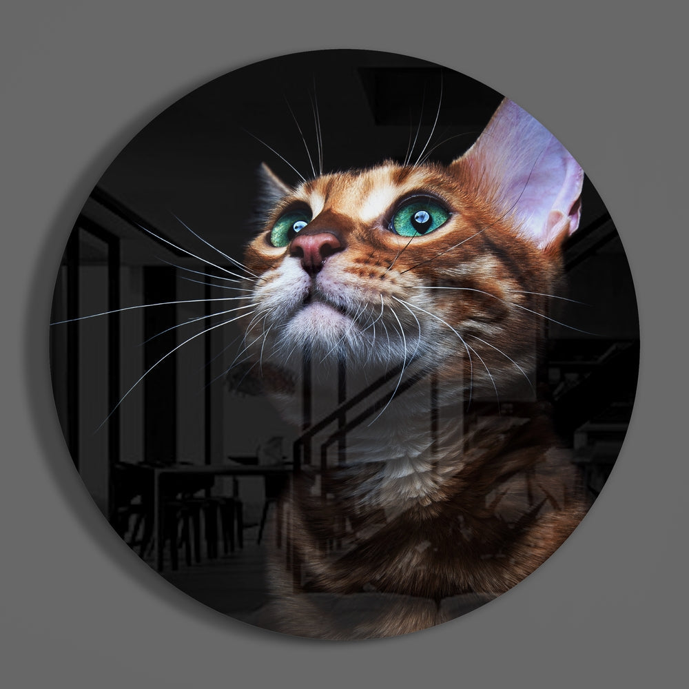 Kedi Cam Tablo
