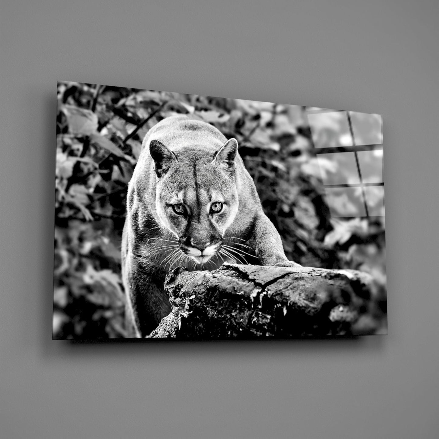 Puma Cam Tablo