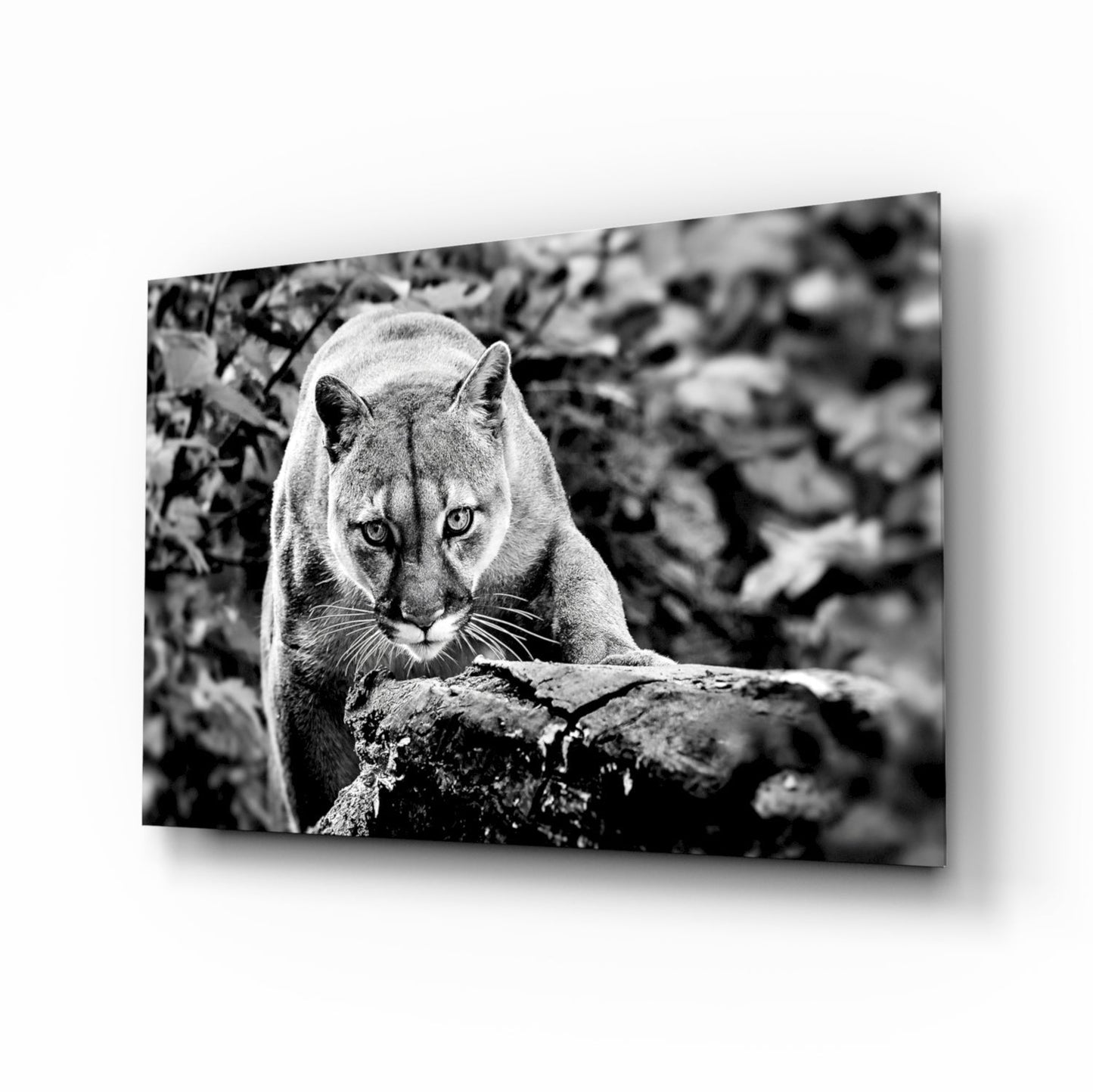 Puma Cam Tablo