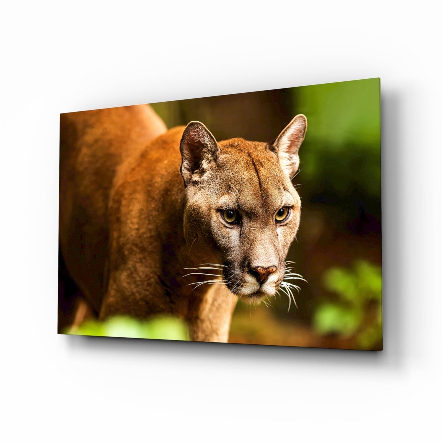 Puma Cam Tablo