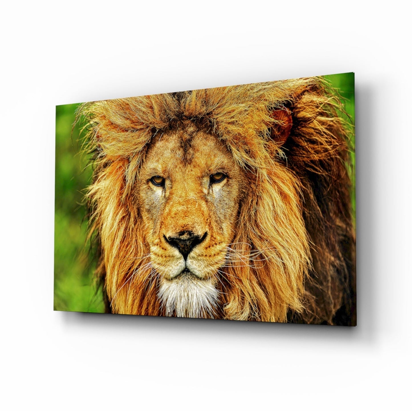 Aslan Cam Tablo