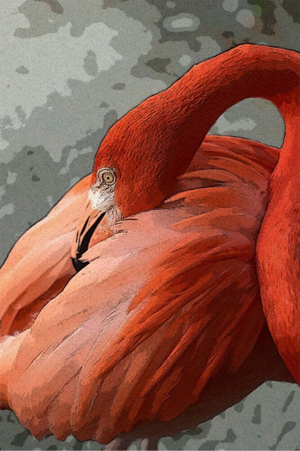 Flamingo Cam Tablo